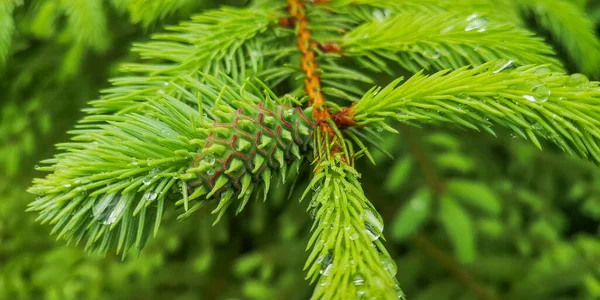 Bir Noel ağacının genç dallarına yağmur damlaları yağar