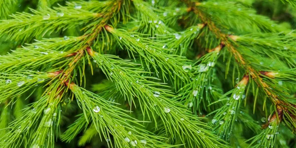 Bir Noel ağacının genç dallarına yağmur damlaları yağar