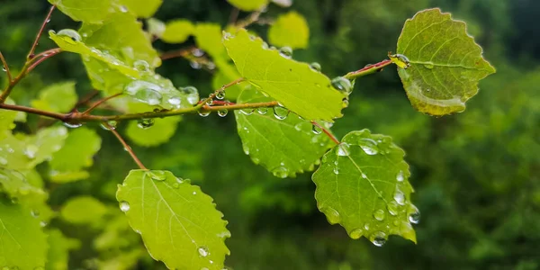 Yeşil kavak yapraklarında yağmur damlaları