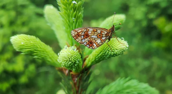 Kelebek yağmurdan sonra kanatlarını kurutur.
