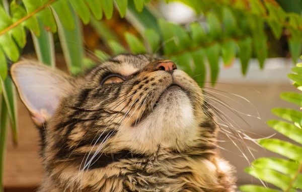 고양이의 모습은 얼룩덜룩 — 스톡 사진