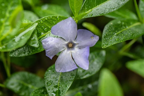 Mavi menekşe çiçeği makro pozu