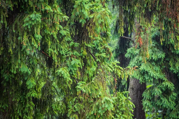 Karpatlar 'da yağmur altında yaz ormanı