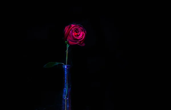 Очертания Красной Розы Высокой Вазе — стоковое фото
