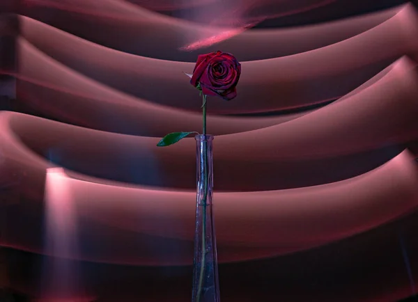 Contour Clair Une Rose Rouge Dans Grand Vase — Photo