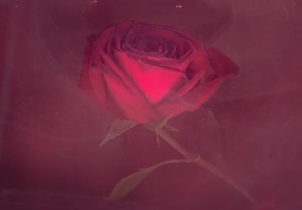 Illustrando Con Luce Una Rosa Rossa Come Sfondo — Foto Stock