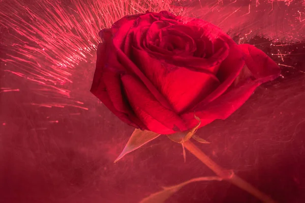 Очертания Легким Красной Розой Качестве Фона — стоковое фото