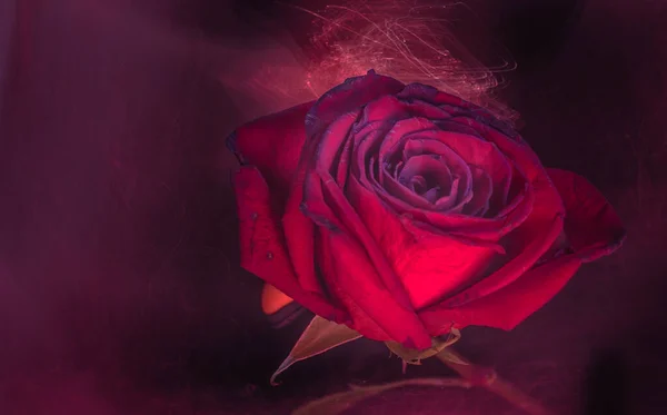 Décrivant Avec Lumière Une Rose Rouge Comme Fond — Photo