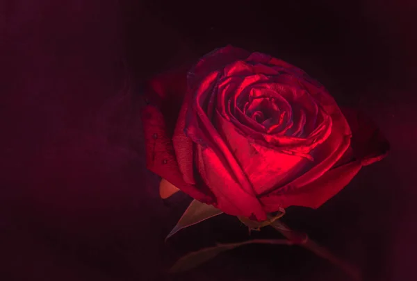 Décrivant Avec Lumière Une Rose Rouge Comme Fond — Photo