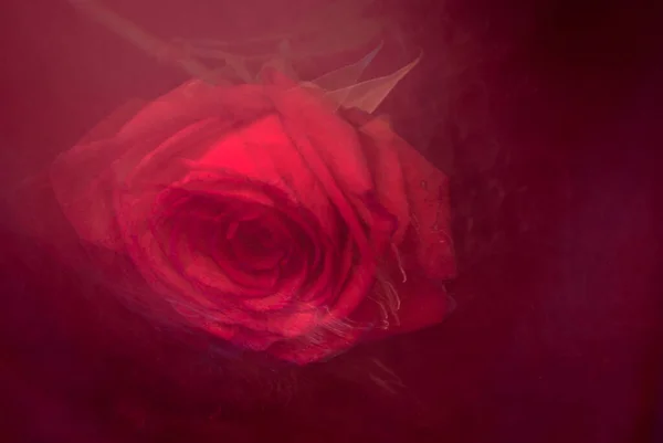 Очертания Легким Красной Розой Качестве Фона — стоковое фото