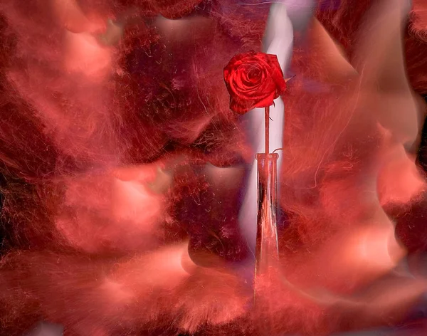 Light outline of a red rose in a tall vase