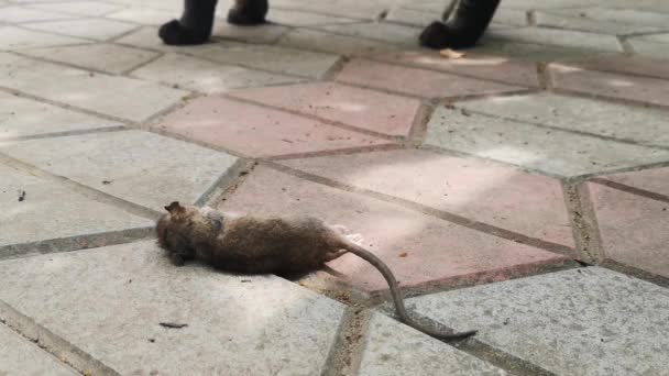 Maine Coon Jego Ofiara Mały Szczur — Wideo stockowe