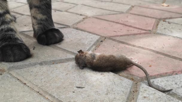 Maine Coon Jego Ofiara Mały Szczur — Wideo stockowe