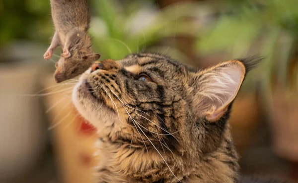 Maine Coon His Prey Small Rat — Stock Photo, Image