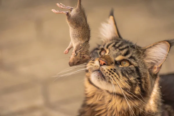 Maine Coon Zijn Prooi Een Kleine Rat — Stockfoto