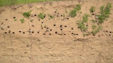 Dağ nehri yakınlarındaki doğal koşullarda kırlangıçlar.