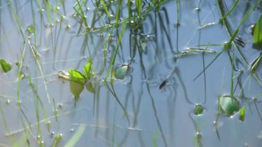 Güneşli bir günde suyun yüzeyindeki doğal koşullarda gölet yürüyüşçüleri