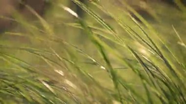 Dağlardaki yüksek çayırlar rüzgarda sallanıyor.