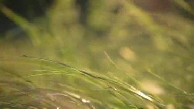 Dağlardaki yüksek çayırlar rüzgarda sallanıyor.