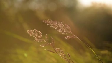 Dağlardaki yüksek çayırlar rüzgarda sallanıyor.