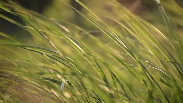 L'herbe des hautes prairies dans les montagnes oscille dans le vent
