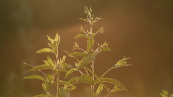 川岸にある若い葉のミントメンタ ロンギフォリアの植物 — ストック動画