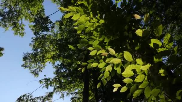 Paysage Avec Des Feuilles Hêtre Vert Luxuriant Sur Les Branches — Video