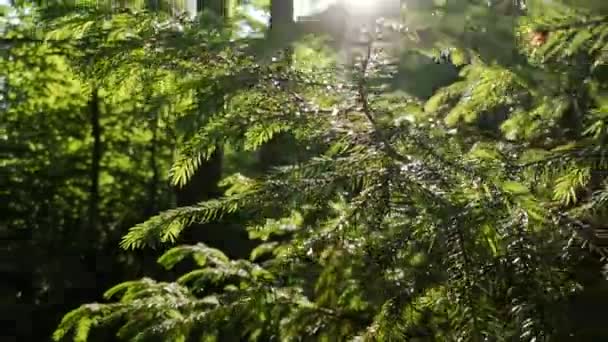 Árvores Floresta Montanhosa Dos Cárpatos — Vídeo de Stock
