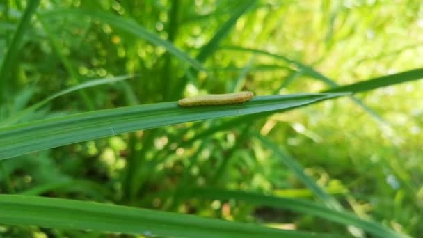 Oruga Verde Arrastrándose Sobre Una Brizna Hierba — Vídeos de Stock