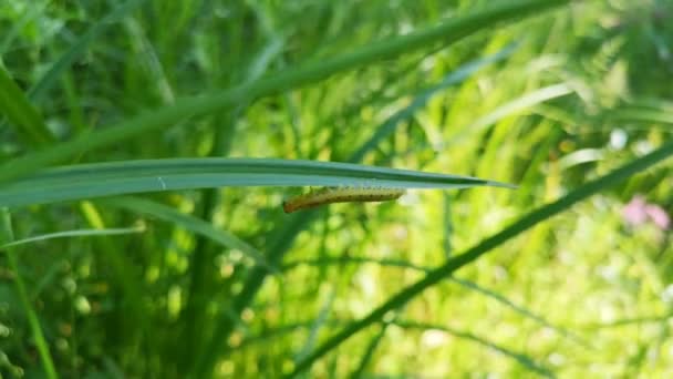 Groene Rups Kruipend Een Grassprietje — Stockvideo