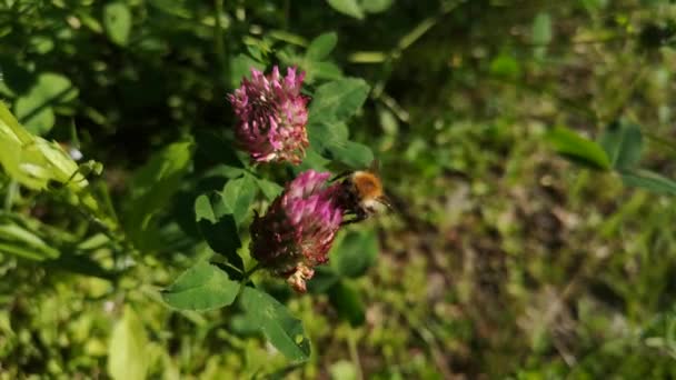 Bumblebee Recoge Néctar Una Flor Trébol — Vídeo de stock