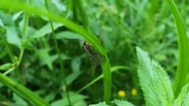 Lacewing bir yaprağın üzerinde oturuyor