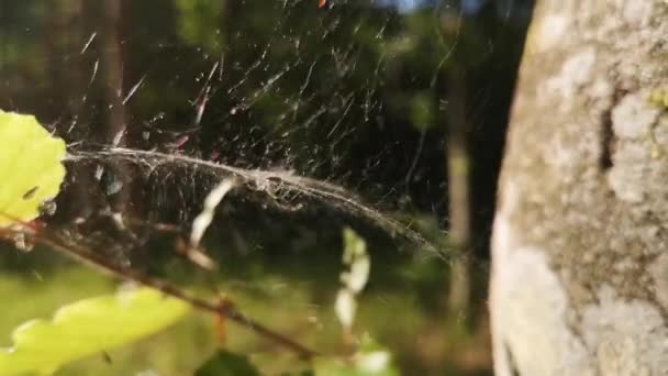 Uma Teia Brilhante Oscila Vento Junto Com Uma Aranha — Vídeo de Stock