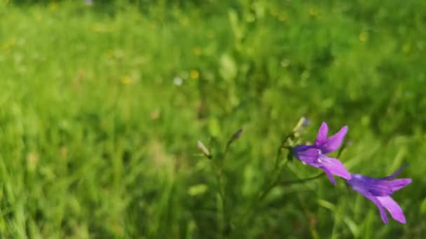 Floare Înfloritoare Albastru Campanula Patula Aproape — Videoclip de stoc