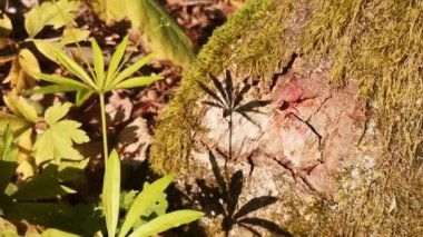 Dağ yaz ormanında bitki yetiştirmek.