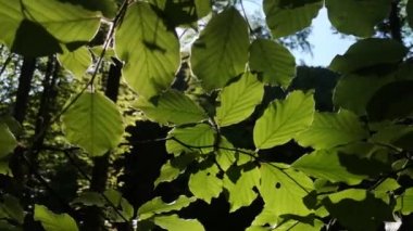 Bahar ormanlarındaki ağaç dallarında yemyeşil kayın yaprakları olan bir manzara.