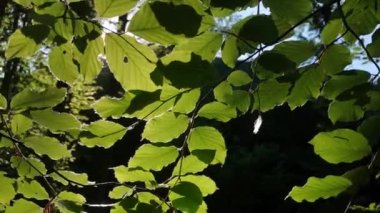 Bahar ormanlarındaki ağaç dallarında yemyeşil kayın yaprakları olan bir manzara.