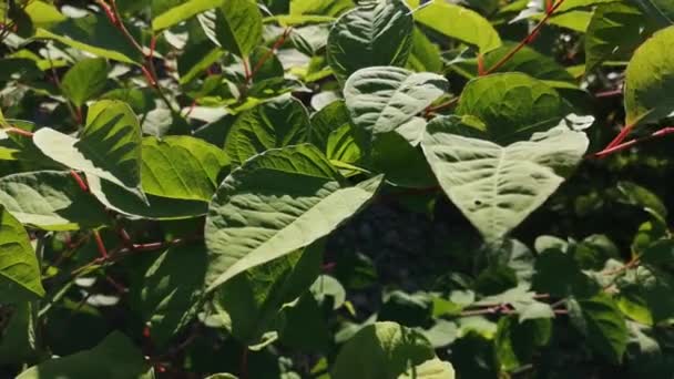 Young Branches Fallopia Sachalinensis River — Stock Video