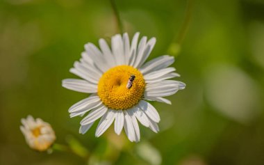 Sinek sırasının küçük bir böceği beyaz bir çiçeğin üzerinde oturur.