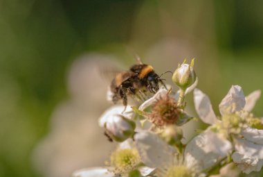 Bumblebee böğürtlen çiçeğinin nektarını toplar.