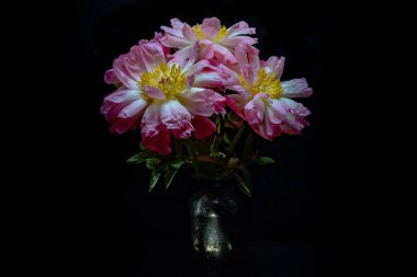 Karanlık bir arka planda vazoda mercan şakayıkları.