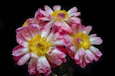 Karanlık bir arka planda vazoda mercan şakayıkları.