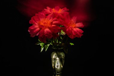 Işıkla özetlenmiş mercan şakayıkları.