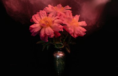 Işıkla özetlenmiş mercan şakayıkları.