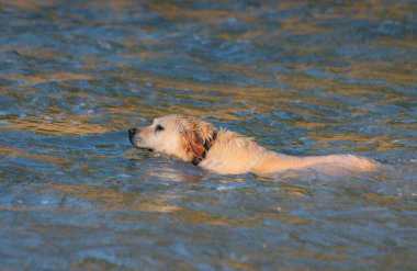 Evcil köpek bir dağ nehrinde yüzüyor.