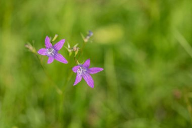 Çiçek açan mavi Campanula patula. Yaklaş.