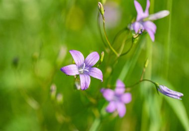 Çiçek açan mavi Campanula patula. Yaklaş.