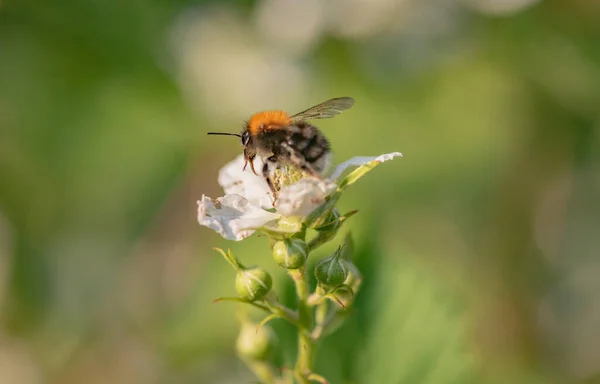 Bumblebee Samlar Nektar Björnbärsblomma — Stockfoto