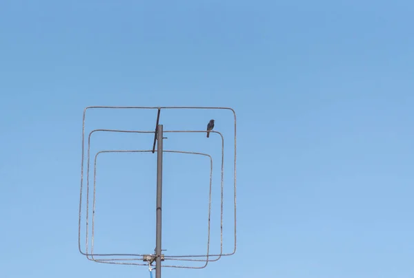 Ein Kleiner Vogel Sitzt Auf Einer Alten Fernsehantenne — Stockfoto