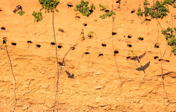 Dağ Nehri Yakınlarındaki Doğal Koşullarda Kırlangıçlar — Stok fotoğraf